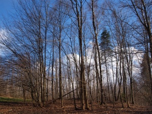 P3246497.jpg