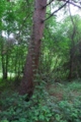 w_DSC_0571.jpg
